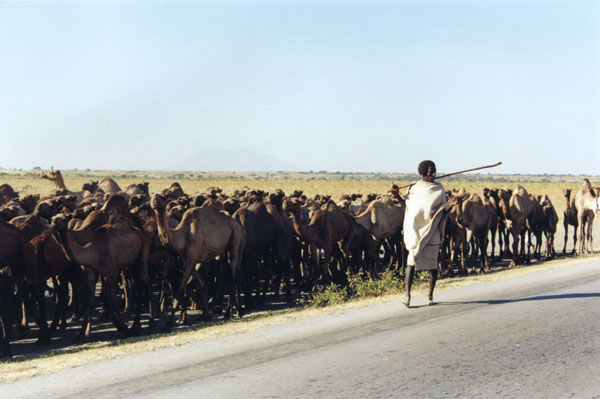 Ethiopia, Afar man and his cammels